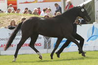 StPrSt. EVENING STAR v. Elbadel / Loredo (Heiko Tramnitzke, Brahlstorf).